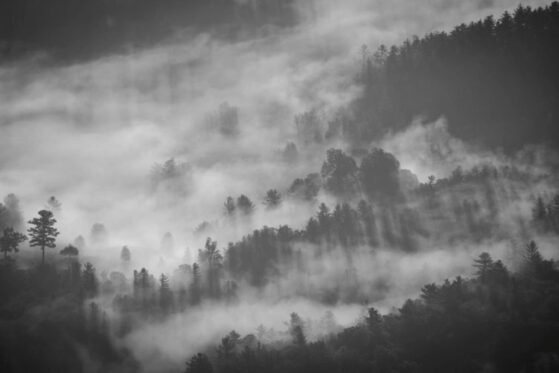 Naturefog 1024x683 559x373