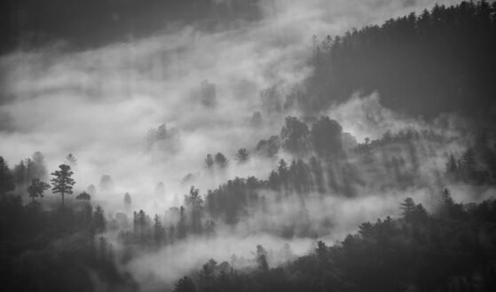 Naturefog 559x329